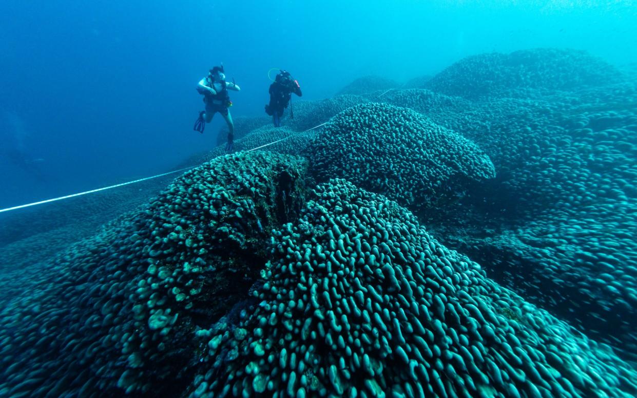 Largest Coral Colony Discovered Solomon Islands