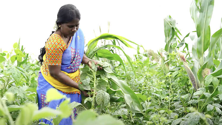 Andhra Pradesh Natural Farming Model Sustainable Future