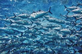 Andaman Nicobar Tuna Export Blue Economy