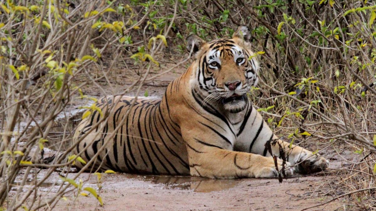 Guru Ghasidas Tamor Pingla tiger Reserve Chhattisgarh