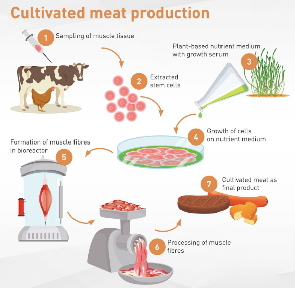 FSSAI Drafts Regulations for Laboratory-Grown Meat: A Step Toward Sustainable Food Systems