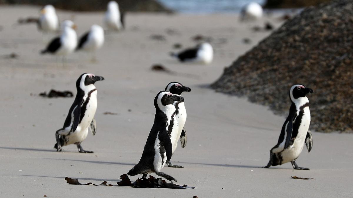 African Penguins Declared Critically Endangered