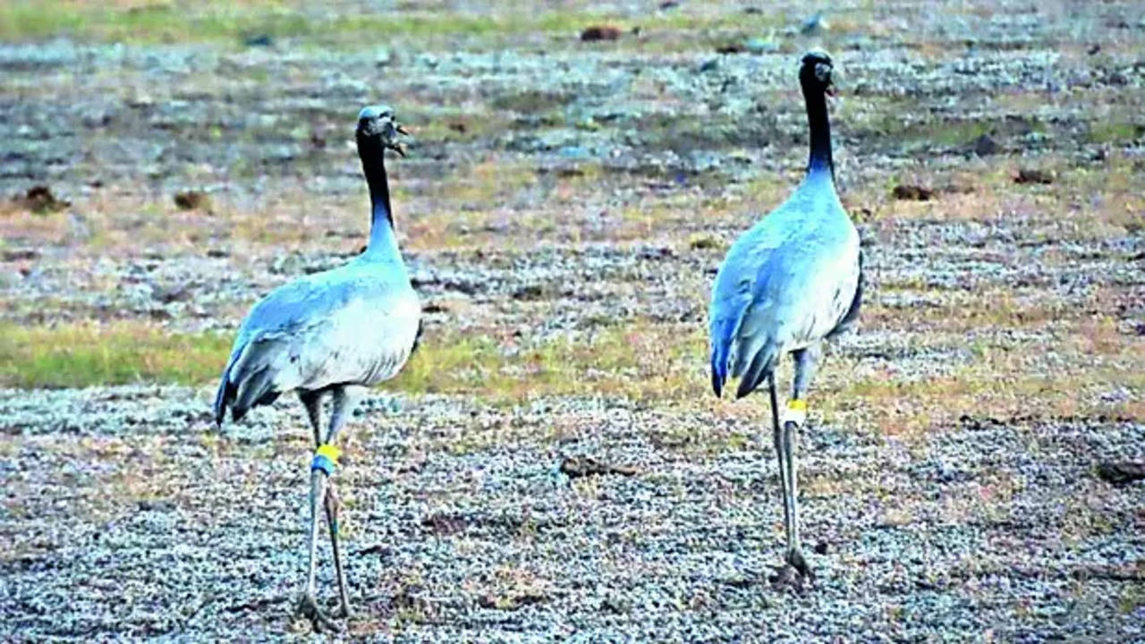 Record Migration of the Siberian Demoiselle Crane to Khichan, Rajasthan