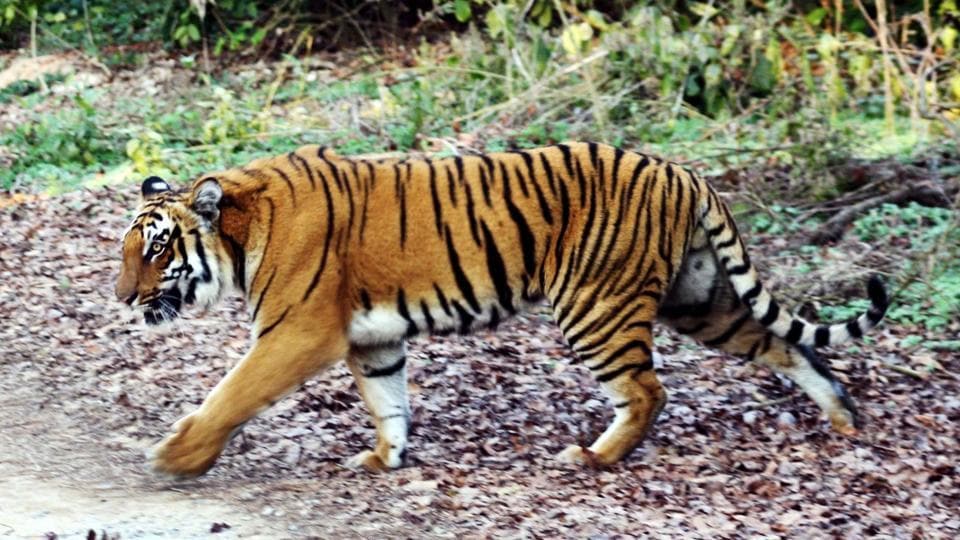 Ratapani Wildlife Sanctuary of Madhya Pradesh declared as a Tiger Reserve