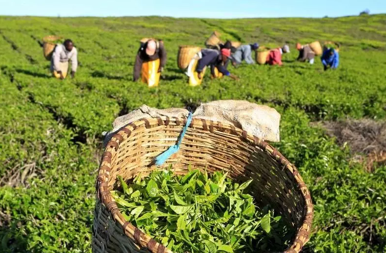 India Becomes the Largest Importer of Tea from Kenya