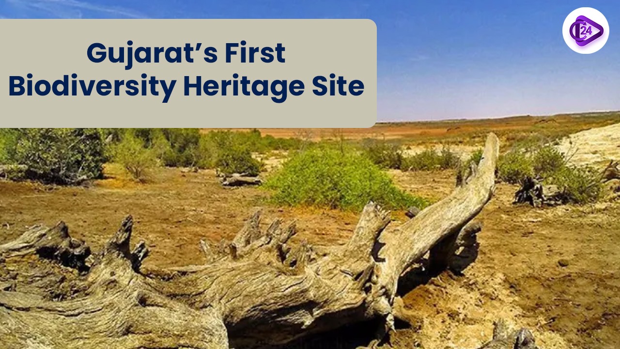 Gujarat’s First Biodiversity Heritage Site: Inland Mangrove Guneri in Kutch