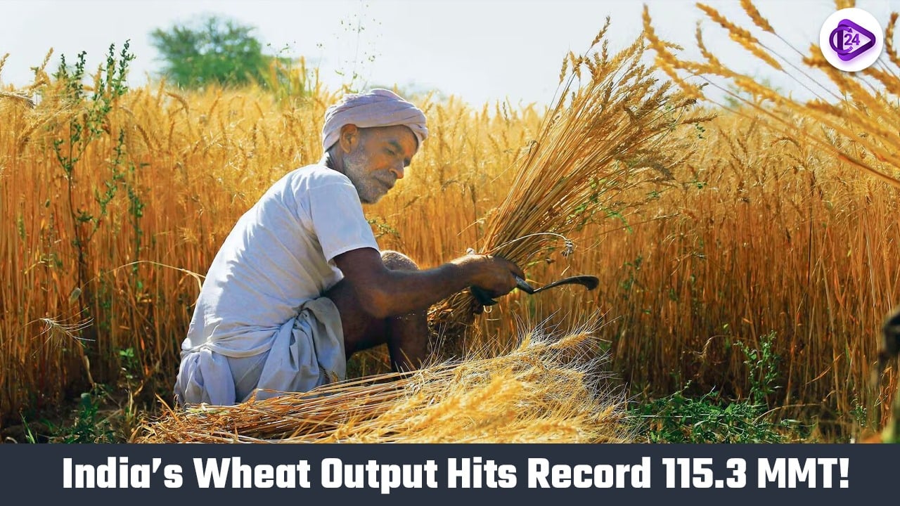 India’s Wheat Production Estimated to Hit Record High of 115.3 Million Metric Tonnes in 2024-25