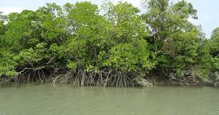 Tamil Nadu's Mangrove Cover Growth and Carbon Stock: 2024 Report