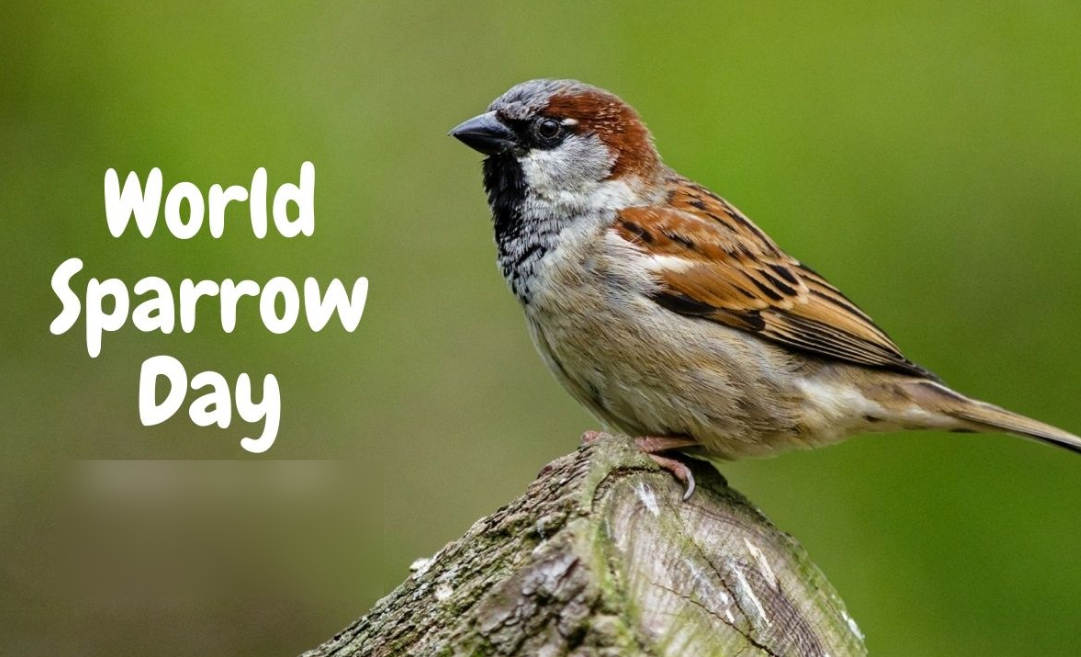 World Sparrow Day 2025: Preserving The Chirps Of Our Tiny Feathered Friends