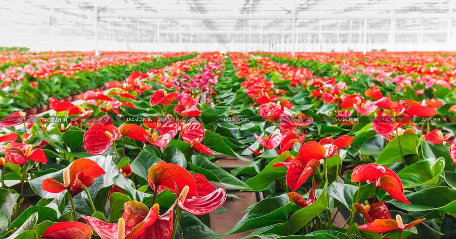 First-Ever Export of Anthurium Flowers from Mizoram to Singapore